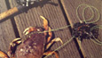 Crab fishing California